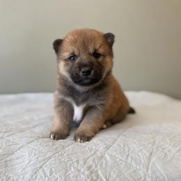 Rowan - Sesame male Shiba Inu puppy in Monett, Missouri from Happy Tails Shiba Inus