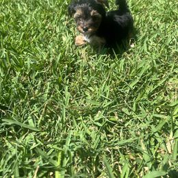 Yorkshire Terrier Puppies from Shayle's Yorkie Pups