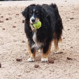 George  - Australian Shepherd