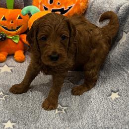 Ruby - Red  female Goldendoodle puppy in Maricopa, Arizona from AZ Designer Goldendoodles