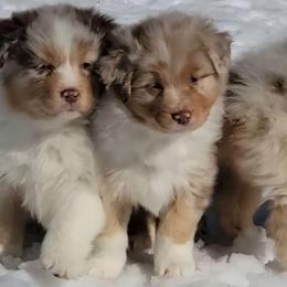 Roper - Red merle male Australian Shepherd puppy in Clover, Virginia from Four Winds Australian Shepherds