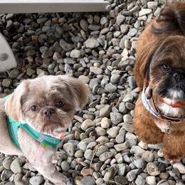 Shih Tzus from HonorRae Shih Tzu