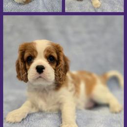 Girl 2 - female Cavalier King Charles Spaniel puppy in Kenosha, Wisconsin from Children's Choice Cavaliers