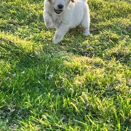 Golden Retriever and Labrador Retriever Puppies from Abels Envy Retrievers