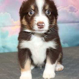 Cheeky - Miniature American Shepherd puppy from Atomic Minis