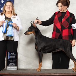 Doberman Pinschers from Merrimac Dobermans