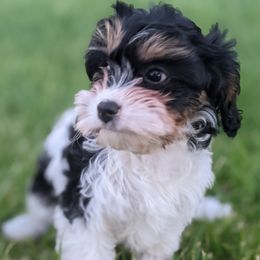 Aussiedoodles, Bernedoodles, Cavapoos, Goldendoodles, and Poodles from Southern Utah Doodles & Poodles