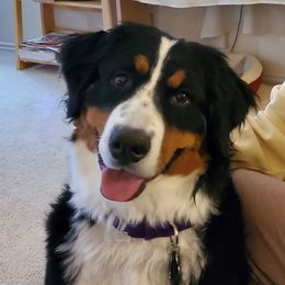 Anya - Bernese Mountain Dog