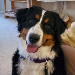 Anya - Bernese Mountain Dog