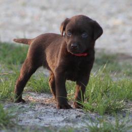 Girl 2 Chocolate - Chocolate female Labrador Retriever puppy in Four Oaks, North Carolina from TLC Retrievers
