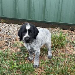 Girl 1 - Liver female German Wirehaired Pointer puppy in Middlebrook, Virginia from Chester Hill Farm