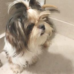 Elsa - Shih Tzu