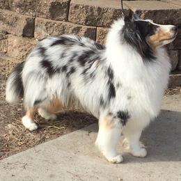 Shetland Sheepdog All Grown Up from Honeyhill shelties