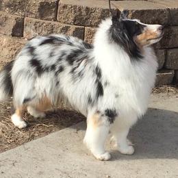 Shetland Sheepdog All Grown Up from Honeyhill shelties