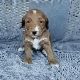 Boy 1 - Apricot male Australian Labradoodle puppy in Harrisonburg, Virginia from Crown Doodles