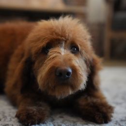 Delta - Goldendoodle