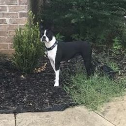 Larue - Boston Terrier