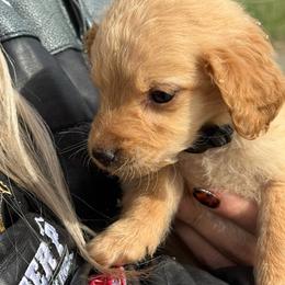 Nala - Apricot female Goldendoodle puppy in Ambrose, Georgia from Brandilyn's Aussies
