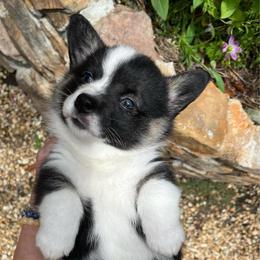 River - Black and tan female Pembroke Welsh Corgi puppy in Birmingham, Alabama from Dalton Family Corgis