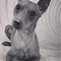 Miniature Pinschers from Eriphos Farm Kennel