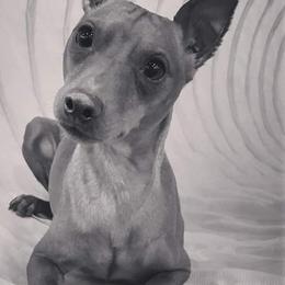 Miniature Pinschers from Eriphos Farm Kennel