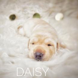 Labrador Retriever Puppies from Harrison's Lakeside Labradors