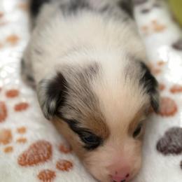Amarillo - Blue merle and white male American Corgi puppy in Nortonville, Kansas from Low Riders Corgis & Mini Aussies