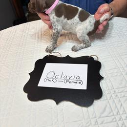 Octavia - Liver roan female German Shorthaired Pointer puppy in Morgantown, Indiana from Kevin Funkhouser Kennel