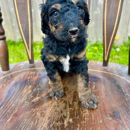 Camaro - Phantom male Bernedoodle puppy in Urbandale, Iowa from Bernedoodlesbest