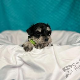 Miniature Schnauzer Puppies from S & S Miniature Schnauzer