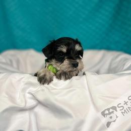 Miniature Schnauzer Puppies from S & S Miniature Schnauzer