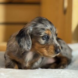 Dachshund Puppies from Ultimate_Doxies