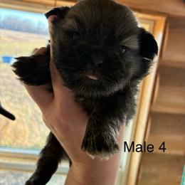 Hank - Tricolor male Shih Tzu puppy in Carthage, Missouri from Rocking H Dogs
