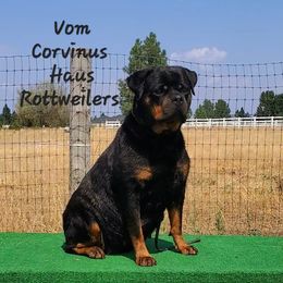 Darc - Rottweiler