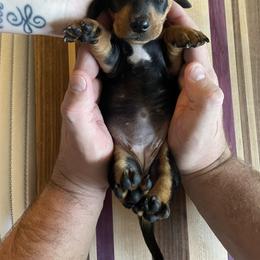 Dachshund Puppies from Hursh’s Hounds