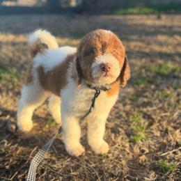 Boston Crème - Brown and white male Sheepadoodle puppy in Greeneville, Tennessee from Smokey Mountain Sheepadoodles