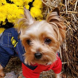 O-ski - Yorkshire Terrier