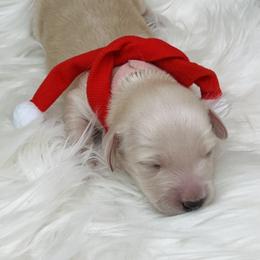 Princess Elsa - Cream female Dachshund puppy in Prescott, Arizona from Dachshund Family Love Breeders