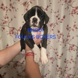Bhodi - Brindle male Boxer puppy in Mount Zion, Illinois from Foulk's Boxer Puppies