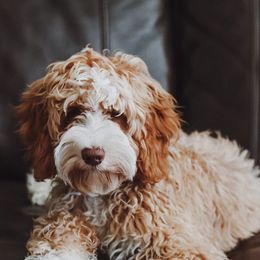 Australian Labradoodles from Amelia Island Australian Labradoodles