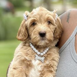Goldendoodles, Poodles, Shihpoos, and Yorkshire Terriers from Plush Pups By Reeds