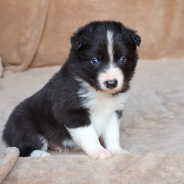 Brown Collar Boy - Black male Border Collie puppy in Courtland, Alabama from C Bar C Ranch Border Collies