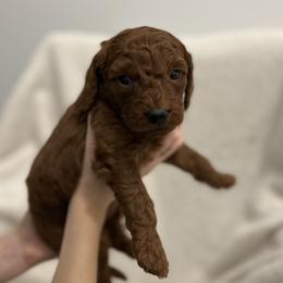 Green collar - Red  female Goldendoodle puppy in North Carolina from Lynes of Doodles