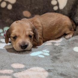 Pink Girl - Cream female Dachshund puppy in Cypress, California from Ferrario Dachshunds