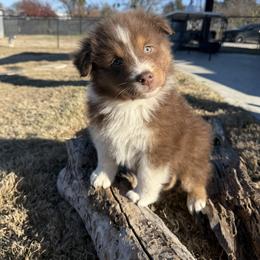 Australian Shepherd Puppies from Heritage Australian Shepherds