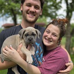 Cane Corso Puppies from HOUSE OF HALL CANE CORSOS