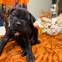 Hot pink collar female - Black female Cane Corso puppy in St. Augustine, Florida from RG2 Cane Corsos