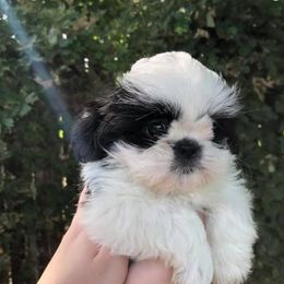 Shih Tzus from Shih Tzu Puppies