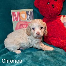 Chronos - Silver male Cockapoo puppy in Sunset, Louisiana from Cano Cockapoos