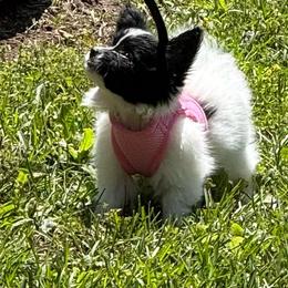 Hannah - White and black female Papillon puppy in Benton, Arkansas from Mama's Pride Poms and Paps